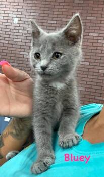 Bluey -  Domestic Medium Hair Cat for Adoption in Leitchfield, Kentucky - Bluey | PetCurious