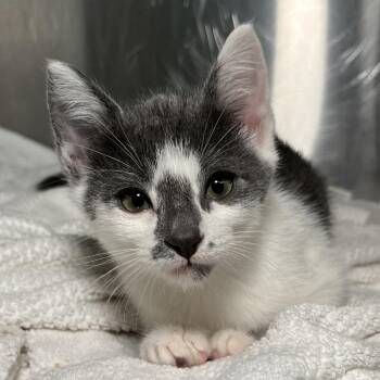 Bari -  Domestic Short Hair Cat for Adoption in Palm Springs, California - Bari | PetCurious