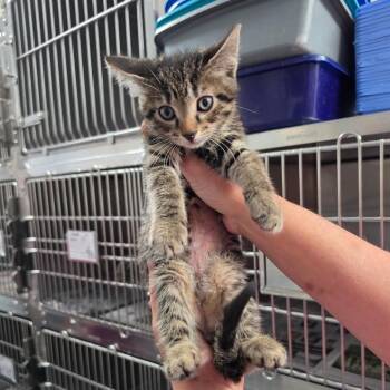 Scallion -  Domestic Short Hair Cat for Adoption in Melrose, Florida - Scallion | PetCurious