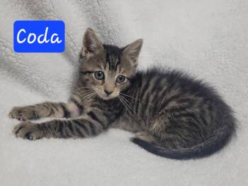 Coda -  Domestic Short Hair Cat for Adoption in Laplace, Louisiana - Coda | PetCurious