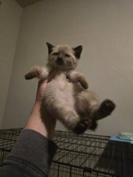Domestic Short Hair Cats Available for Adoption in Brookings, Oregon - Justin | PetCurious