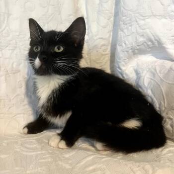 Rescue Domestic Short Hair Cats for Adoption in Pompano Beach, Florida - Zeppo | PetCurious
