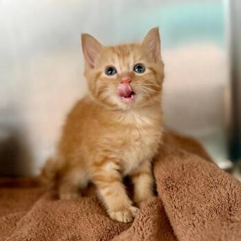 Domestic Short Hair Cats Available for Adoption in Council Bluffs, Iowa - Lestat | PetCurious