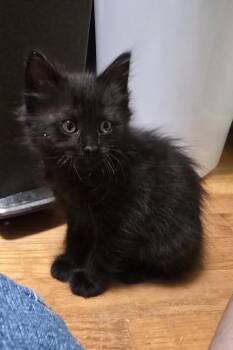 Copperfield -  Domestic Medium Hair Cat for Adoption in Trenton, New Jersey - Copperfield | PetCurious