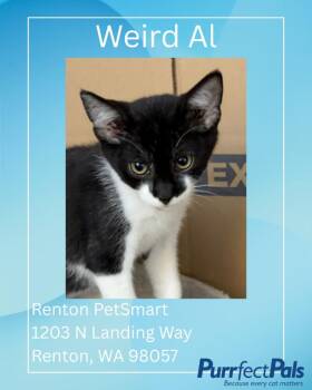 Weird Al -  Domestic Short Hair Cat for Adoption in Arlington, Washington - Weird Al | PetCurious