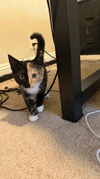 Halloween -  Domestic Short Hair and Calico Cat for Adoption in Lakewood, California - Halloween | PetCurious