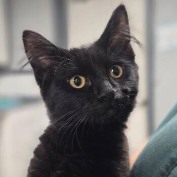 Ashes -  Domestic Medium Hair Cat for Adoption in Spokane, Washington - Ashes | PetCurious