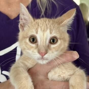Missy -  Domestic Medium Hair Cat for Adoption in San Antonio, Texas - Missy | PetCurious