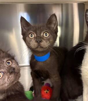 Domestic Short Hair Cats Available for Adoption - SOL | PetCurious