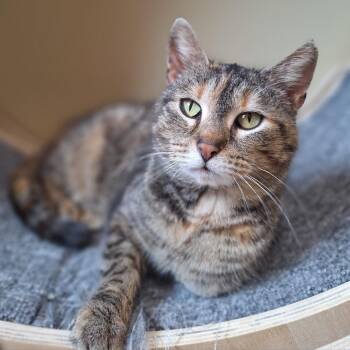Domestic Short Hair Cats Available for Adoption in Attica, New York - Angela | PetCurious