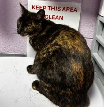 Domestic Short Hair Cats Available for Adoption - Sarah Sanderson | PetCurious