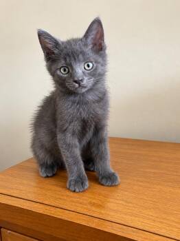 Smudge -  Domestic Short Hair Cat for Adoption in Victor, New York - Smudge | PetCurious