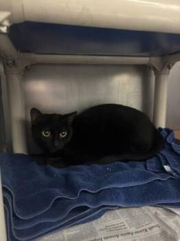 Domestic Short Hair Cats Available for Adoption - Oracle | PetCurious