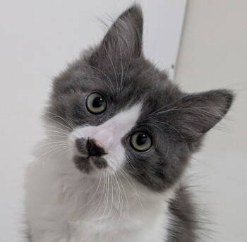 Rescue Domestic Short Hair Cats for Adoption in Ottawa, Ontario - Inigo | PetCurious