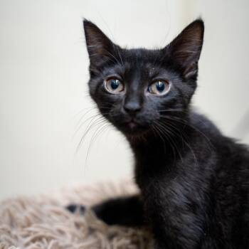 Katrina -  Domestic Short Hair Cat Available for Adoption in Gainesville, Georgia - Katrina | PetCurious