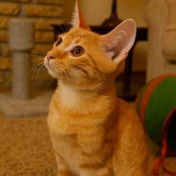 Rescue Tabby and Domestic Short Hair Cats for Adoption - Dart (Brother Of Dash) | PetCurious