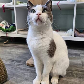 Domestic Short Hair Cats Available for Adoption in Redwood City, California - Reina | PetCurious