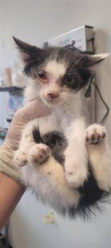 WAR BIRD -  Domestic Short Hair Cat for Adoption in West Chester, Pennsylvania - WAR BIRD | PetCurious