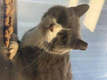 Boots -  Domestic Short Hair Cat for Adoption in Fertile, Minnesota - Boots | PetCurious