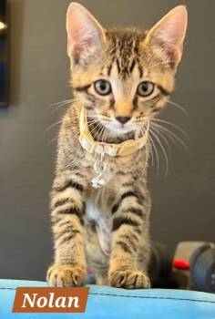 Nolan -  Domestic Short Hair Cat for Adoption in Ruskin, Florida - Nolan | PetCurious