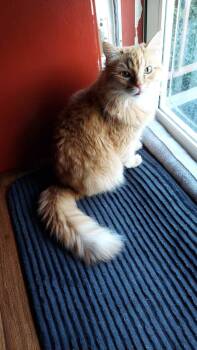 Rescue Domestic Medium Hair Cats for Adoption in Marshall, Missouri - Star | PetCurious