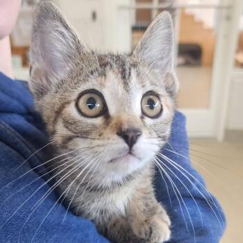 Chimichanga -  Domestic Short Hair Cat for Adoption in Gloucester, Virginia - Chimichanga | PetCurious