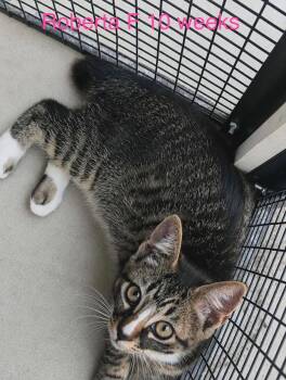 Roberta -  Domestic Short Hair Cat for Adoption in Fort Payne, Alabama - Roberta | PetCurious