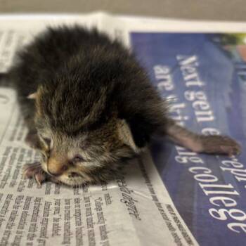 Domestic Short Hair Cats Available for Adoption - Manhatten | PetCurious