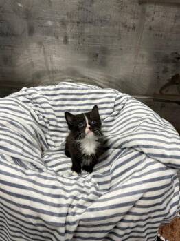Tuxedo Cats Available for Adoption in Jurupa Valley, California - Boxwood | PetCurious