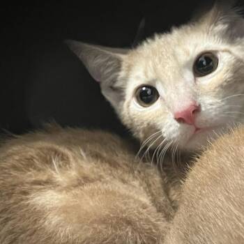 Perle -  Domestic Short Hair Cat for Adoption in Philadelphia, Pennsylvania - Perle | PetCurious