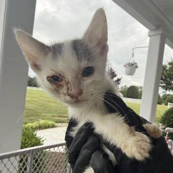 Doodle (in Stevensville, MD) -  Domestic Short Hair Cat Available for Adoption - Doodle (in Stevensville, MD) | PetCurious