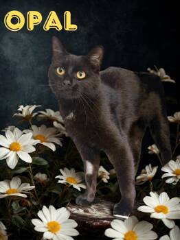 Opal -  Domestic Short Hair Cat for Adoption in Barton, Vermont - Opal | PetCurious