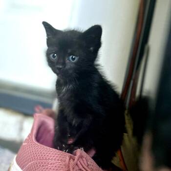 Mona -  Domestic Short Hair Cat for Adoption in Evensville, Tennessee - Mona | PetCurious