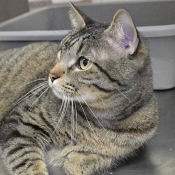 Tiger -  Domestic Short Hair Cat for Adoption in Austin, Texas - Tiger | PetCurious