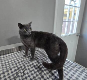 Bart -  Domestic Short Hair Cat for Adoption in Dickson, Tennessee - Bart | PetCurious