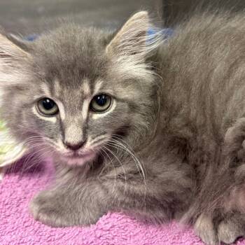 Domestic Short Hair Cats Available for Adoption in East Hanover, New Jersey - Persephone | PetCurious