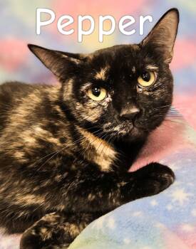 Pepper - Rancho Cucamonga PetSmart -  Tortoiseshell Cat for Adoption in Yorba Linda, California - Pepper - Rancho Cucamonga PetSmart | PetCurious