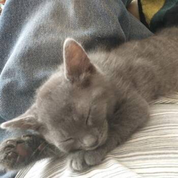 Paloma -  Domestic Short Hair Cat for Adoption in Wheaton, Illinois - Paloma | PetCurious
