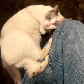 Siamese Cats Available for Adoption - Kenney | PetCurious