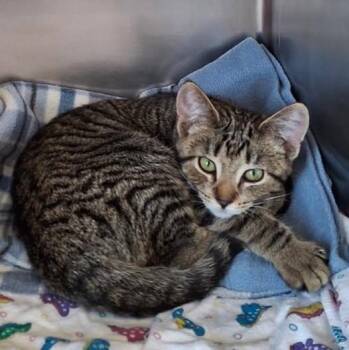 Rescue Tabby Cats for Adoption in Little Falls, Minnesota - Flounder | PetCurious