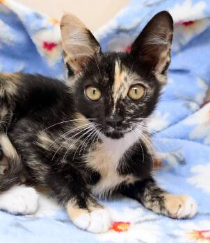 Lovey -  Domestic Short Hair Cat for Adoption in Tierra Verde, Florida - Lovey | PetCurious