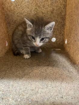 MAYBELLINE -  Domestic Medium Hair and Domestic Short Hair Cat for Adoption in Tallahassee, Florida - MAYBELLINE | PetCurious