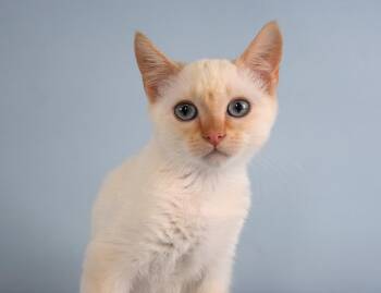 CLEMENTINE -  Siamese and Domestic Short Hair Cat for Adoption in Loveland, Colorado - CLEMENTINE | PetCurious