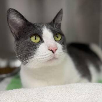 Casper -  Domestic Short Hair Cat for Adoption in Atlanta, Georgia - Casper | PetCurious