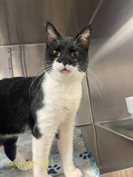 Rescue Tuxedo Cats for Adoption in Indiana, Pennsylvania - Sylvester | PetCurious