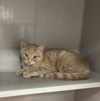 Diane -  Domestic Short Hair Cat for Adoption in East Brookfield, Massachusetts - Diane | PetCurious