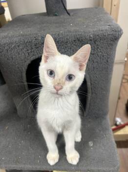 Merle -  Domestic Short Hair Cat for Adoption in Emerald Isle, North Carolina - Merle | PetCurious