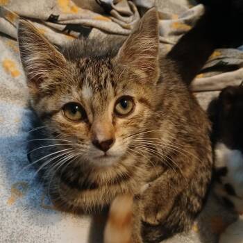 Billy Pawliday -  Domestic Short Hair Cat for Adoption in Winchester, Virginia - Billy Pawliday | PetCurious