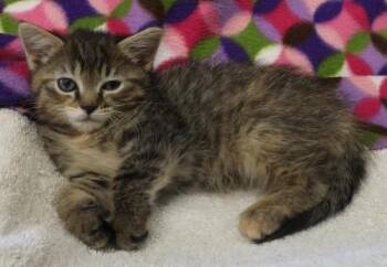 Domestic Short Hair Cats Available for Adoption in Thief River Falls, Minnesota - Loretta | PetCurious