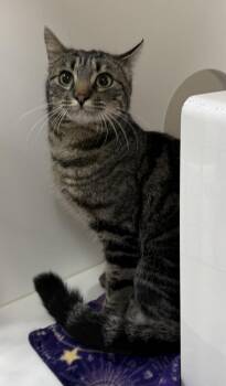 Sierra -  Domestic Short Hair Cat Available for Adoption in Black Eagle, Montana - Sierra | PetCurious